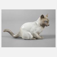 Thüringen Siamkatze111