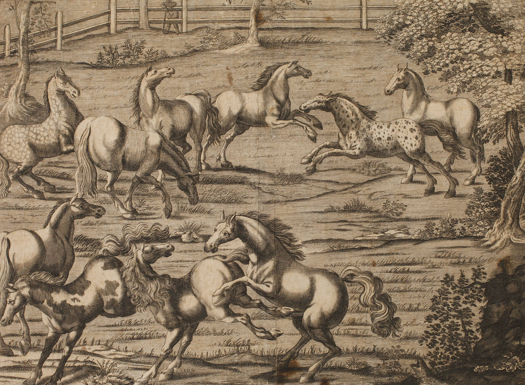 Auf der Pferdekoppel