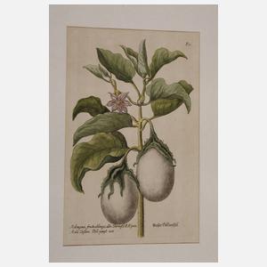 Konvolut Pflanzendarstellungen