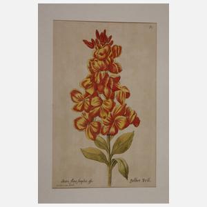 Konvolut Pflanzendarstellungen