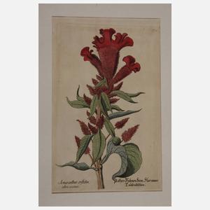 Konvolut Pflanzendarstellungen