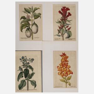 Konvolut Pflanzendarstellungen