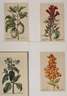 Konvolut Pflanzendarstellungen