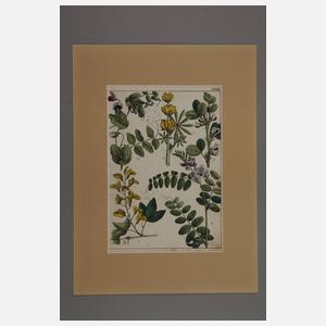Konvolut Pflanzendarstellungen