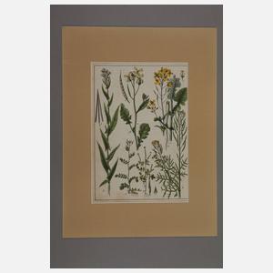 Konvolut Pflanzendarstellungen