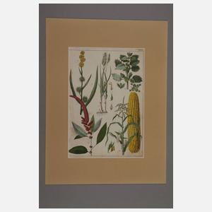 Konvolut Pflanzendarstellungen