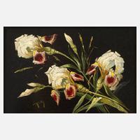 Spoy, Irisstillleben111