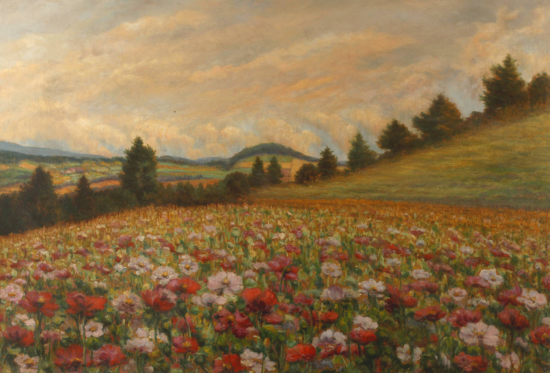 Carl Massmann, Feld mit Mohnblüten