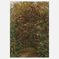 Rote Beeren am Strauch111