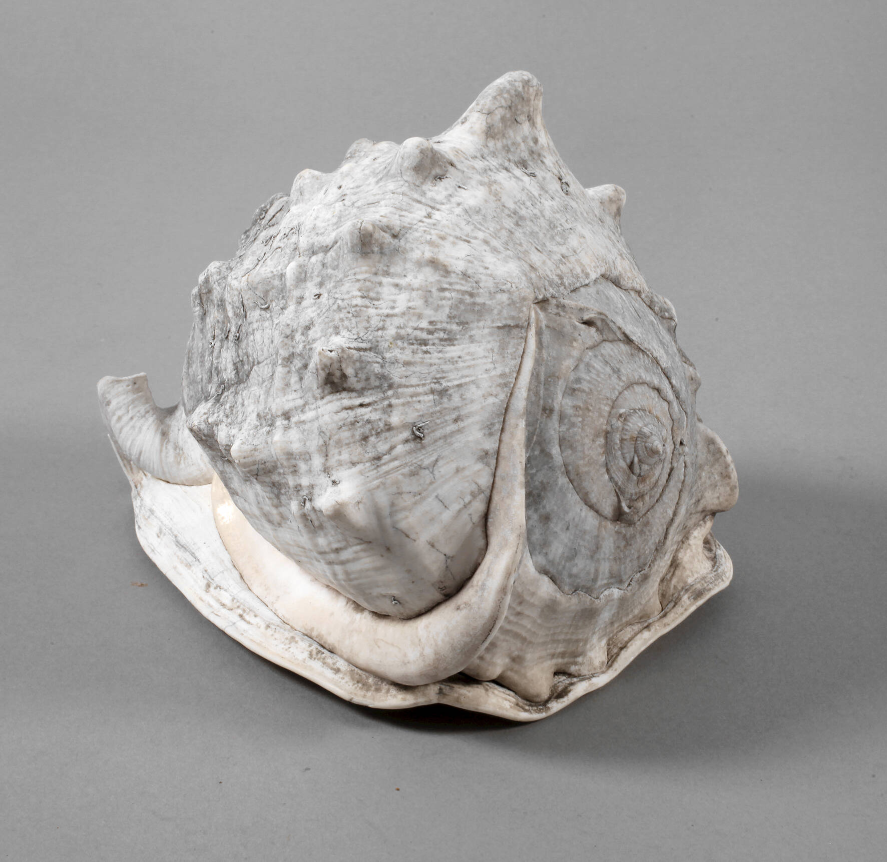 Große Meeresschnecke