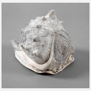 Große Meeresschnecke