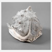 Große Meeresschnecke111