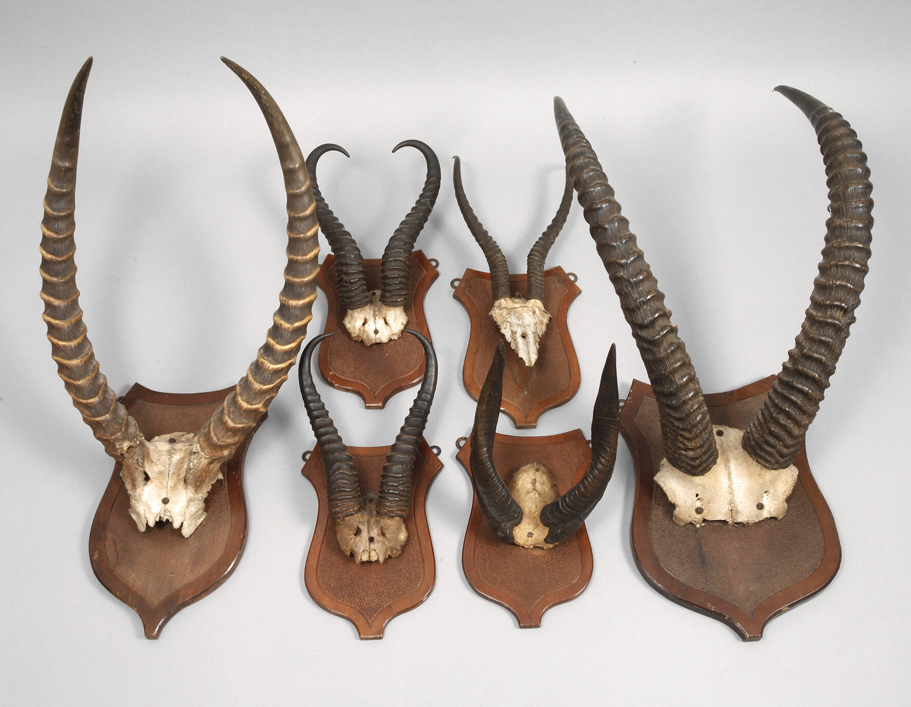 Konvolut afrikanische Jagdtrophäen