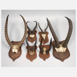 Konvolut afrikanische Jagdtrophäen