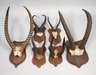 Konvolut afrikanische Jagdtrophäen