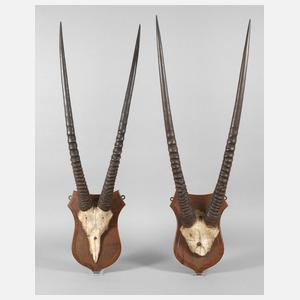 Zwei Jagdtrophäen