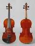 Violine