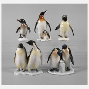 Oberfranken kleine Sammlung Pinguine