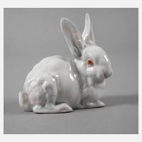 Rosenthal Hase111