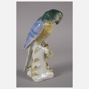 Thüringen zwei Gelbbrustaras