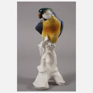 Thüringen zwei Gelbbrustaras