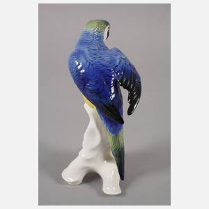 Thüringen zwei Gelbbrustaras