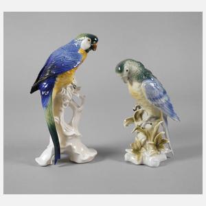 Thüringen zwei Gelbbrustaras