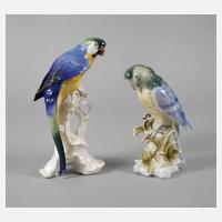 Thüringen zwei Gelbbrustaras111