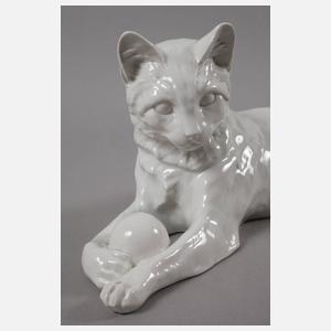 Thüringen Spielende Katze