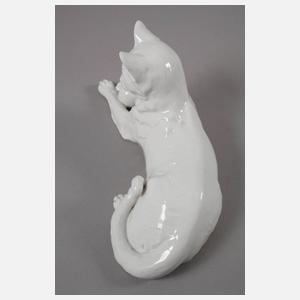 Thüringen Spielende Katze