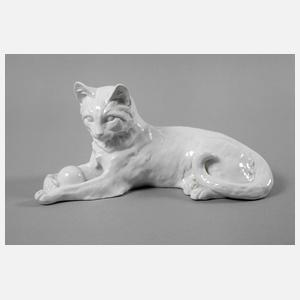 Thüringen Spielende Katze