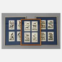 Konvolut Tierdarstellungen111