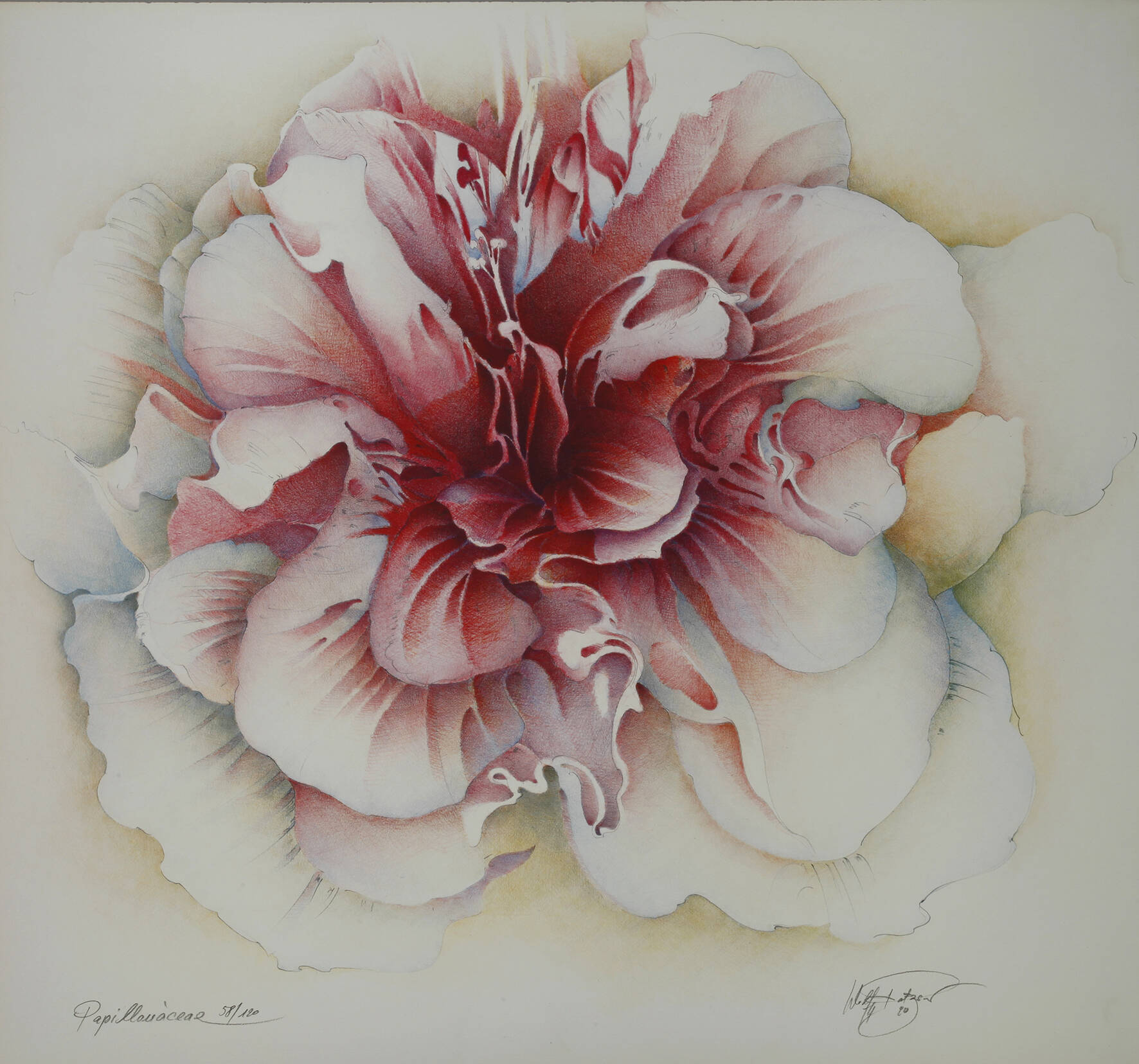 Wolfgang Fratzscher, "Papilionáceae"