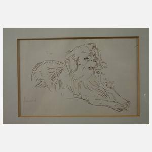 P. Seward, Hundestudien