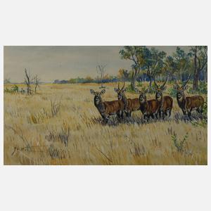 Jürgen v. Wolf, attr., Antilopen
