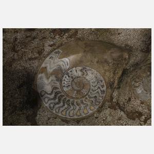 Zwei Fossilien