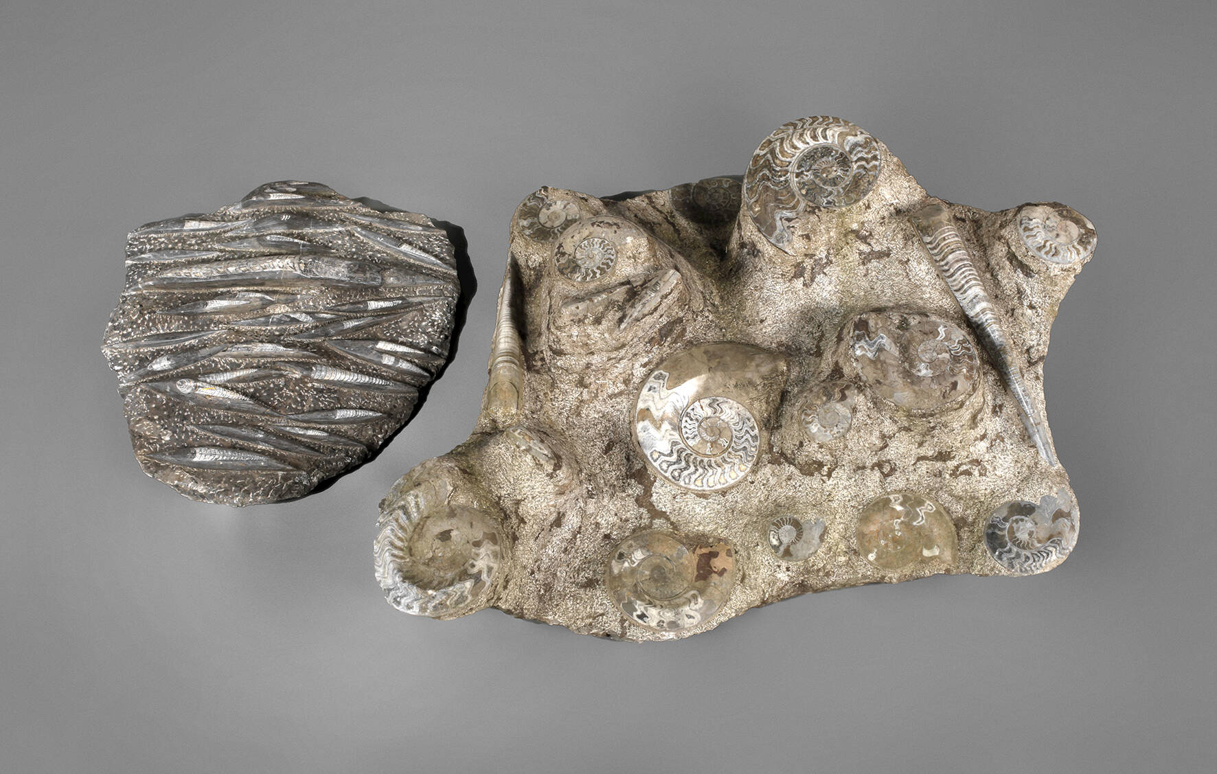 Zwei Fossilien