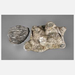 Zwei Fossilien