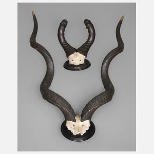 Zwei Jagdtrophäen
