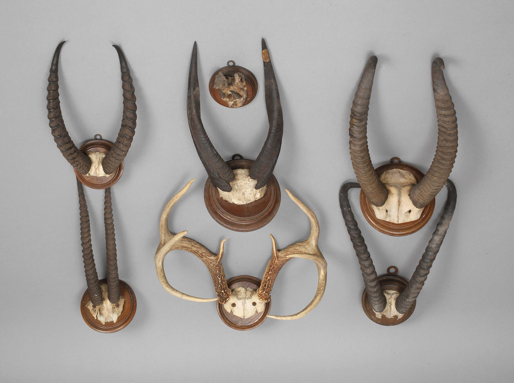 Konvolut Jagdtrophäen