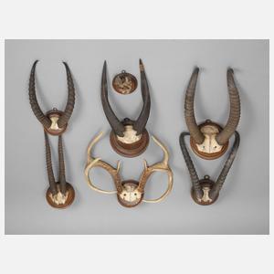 Konvolut Jagdtrophäen