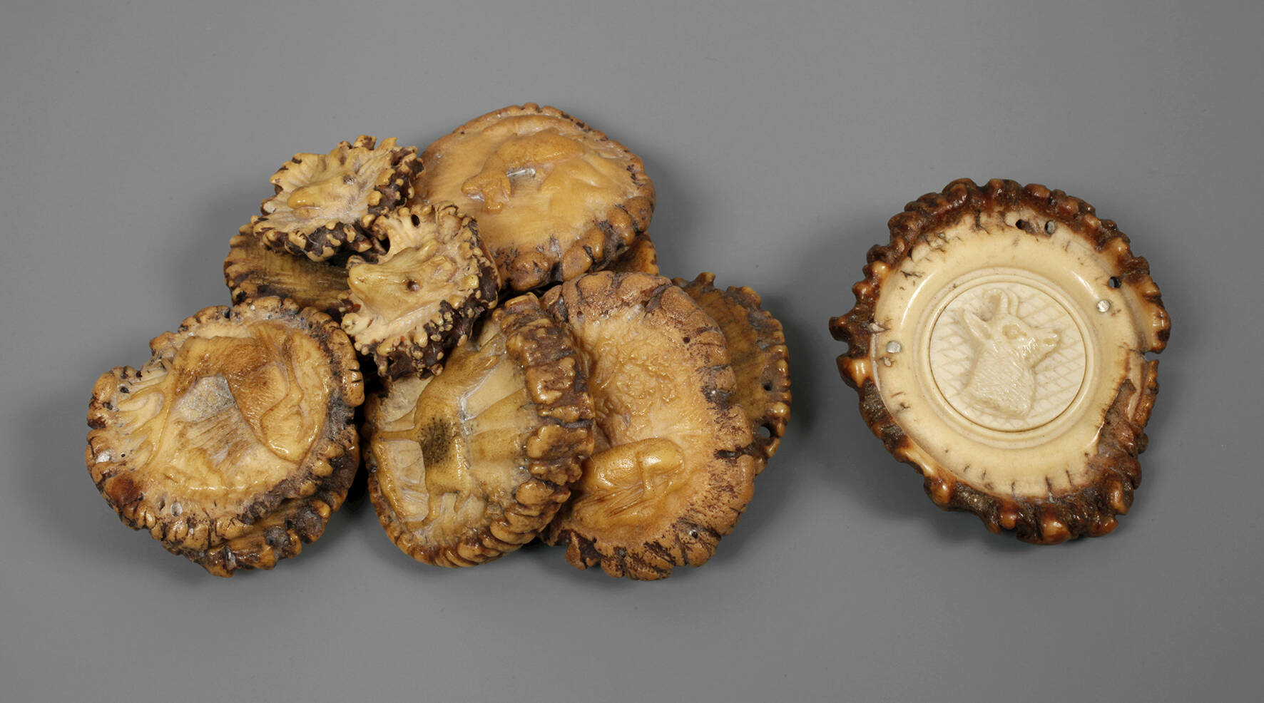 Konvolut Hirschhornrosen