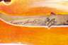 Violine Cesare Candi