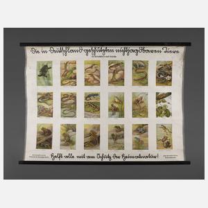 Schulwandtafel Kriechtiere und Lurche