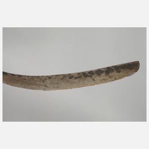 Krummsäbel Nordafrika