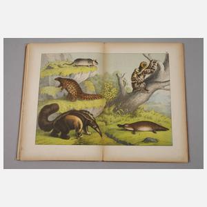 Zwei Bände Naturgeschichte des Thierreichs