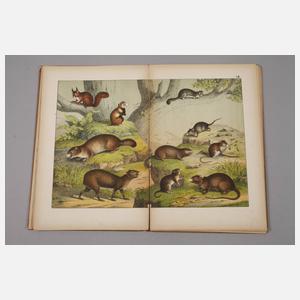 Zwei Bände Naturgeschichte des Thierreichs