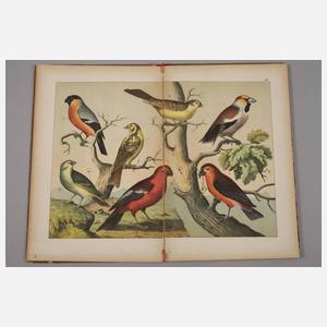 Zwei Bände Naturgeschichte des Thierreichs