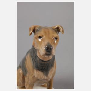 Meissen "Airedaleterrier"