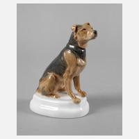 Meissen "Airedaleterrier"111